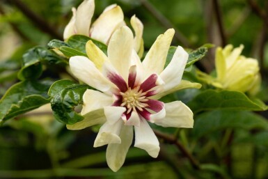 Calycanthus 'Venus'