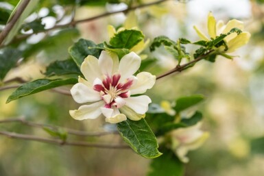Calycanthus 'Venus' struik 60-80 cm