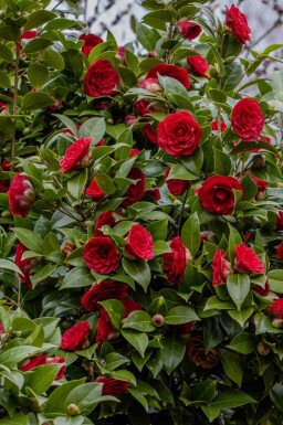 Japanse roos Camellia japonica 'Black Lace' struik Camellia japonica 'Black Lace' struik