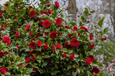 Japanse roos Camellia japonica 'Black Lace' struik Camellia japonica 'Black Lace' struik