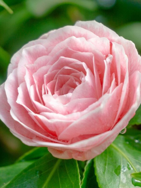 Japanse roos Camellia japonica 'Bonomiana' struik Camellia japonica 'Bonomiana' struik