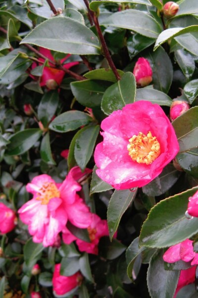 Camelia Camellia sasanqua struik Camellia sasanqua struik