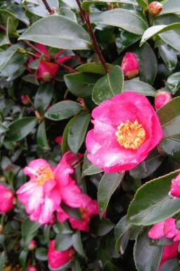 Camellia sasanqua