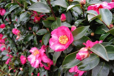 Camellia sasanqua