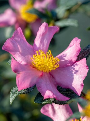 Camelia Camellia sasanqua 'Cleopatra' struik Camellia sasanqua 'Cleopatra' struik
