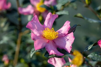 Camelia Camellia sasanqua 'Cleopatra' struik Camellia sasanqua 'Cleopatra' struik