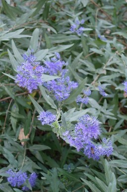 Blauwbaard Caryopteris clandonensis struik Caryopteris clandonensis struik