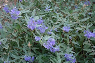 Blauwbaard Caryopteris clandonensis struik Caryopteris clandonensis struik