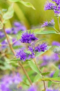 Blauwe baardbloem Caryopteris clandonensis 'Heavenly Blue' struik Caryopteris clandonensis 'Heavenly Blue' struik