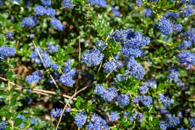 Amerikaanse sering Ceanothus 'Blue Sapphire' struik Ceanothus 'Blue Sapphire' struik