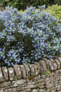 Ceanothus burkwoodii struik