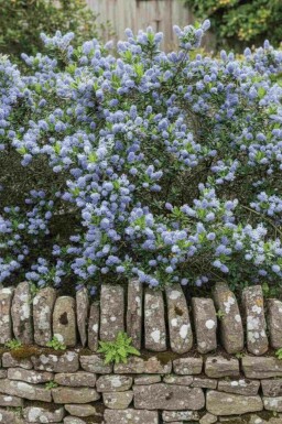 Ceanothus burkwoodii struik