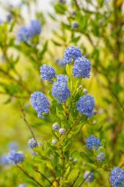 Amerikaanse sering Ceanothus impressus 'Victoria' struik Ceanothus impressus 'Victoria' struik