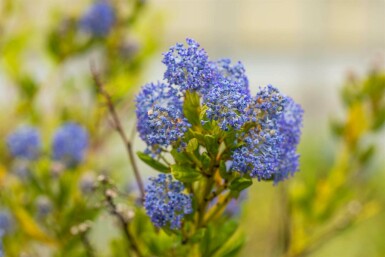 Amerikaanse sering Ceanothus impressus 'Victoria' struik Ceanothus impressus 'Victoria' struik