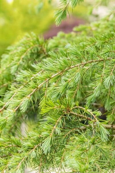 Cedrus deodara