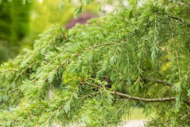 Himalayaceder Cedrus deodara struik Cedrus deodara struik
