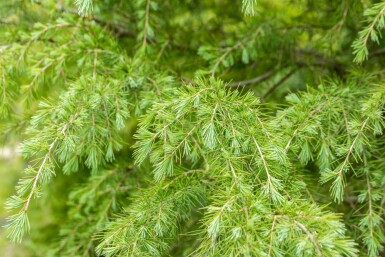 Cedrus deodara