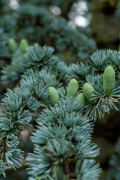 Libanonceder Cedrus libani 'Glauca' struik Cedrus libani 'Glauca' struik