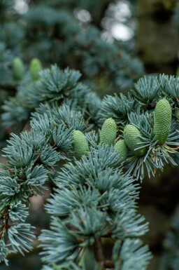 Libanonceder Cedrus libani 'Glauca' struik Cedrus libani 'Glauca' struik