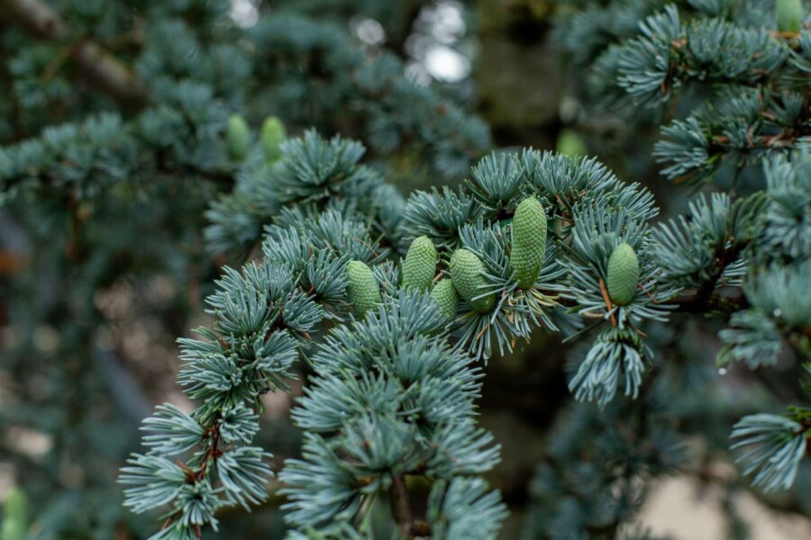 Libanonceder Cedrus libani 'Glauca' struik Cedrus libani 'Glauca' struik
