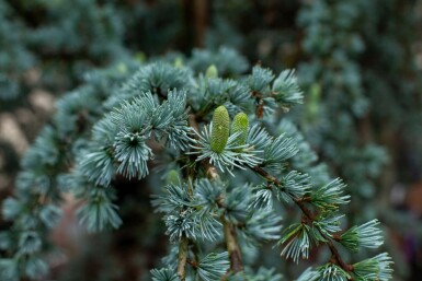 Cedrus libani 'Glauca'