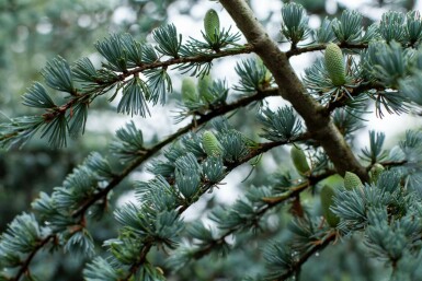 Libanonceder Cedrus libani 'Glauca' struik Cedrus libani 'Glauca' struik