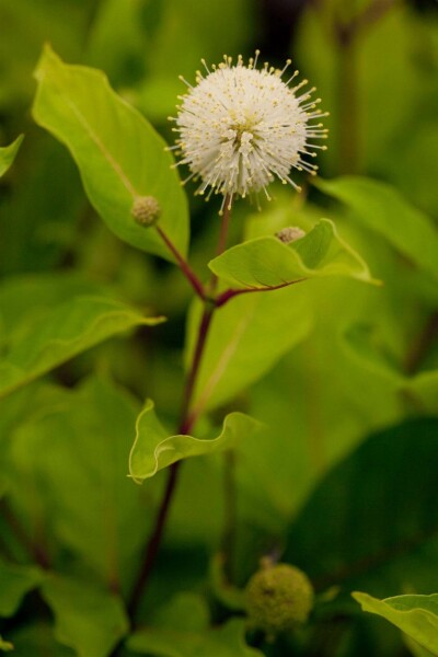 Cephalanthus occidentalis struik 80-100 cm