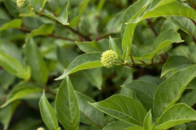 Cephalanthus occidentalis struik 80-100 cm