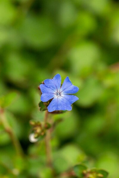 Ceratostigma griffithii