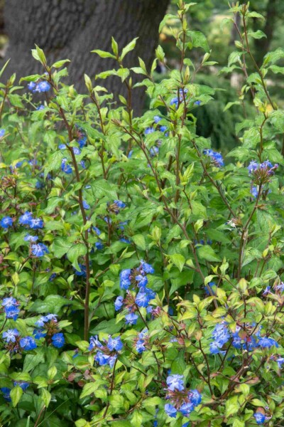 Loodkruid Ceratostigma willmottianum 'Forest Blue' struik Ceratostigma willmottianum 'Forest Blue' struik
