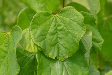 Amerikaanse judasboom Cercis canadensis struik Cercis canadensis struik