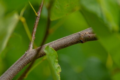 Cercis canadensis struik 40-60 cm