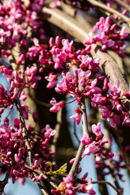 Judasboom Cercis canadensis 'Lavender Twist' struik Cercis canadensis 'Lavender Twist' struik