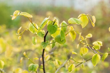 Judasboom Cercis canadensis 'Lavender Twist' struik Cercis canadensis 'Lavender Twist' struik