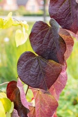 Cercis canadensis 'Ruby Falls'