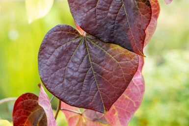 Cercis canadensis 'Ruby Falls'