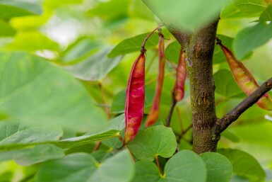 Judasboom Cercis siliquastrum struik Cercis siliquastrum struik