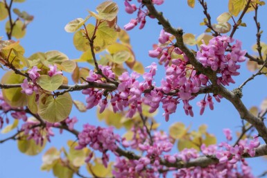 Cercis siliquastrum struik 40-60 cm