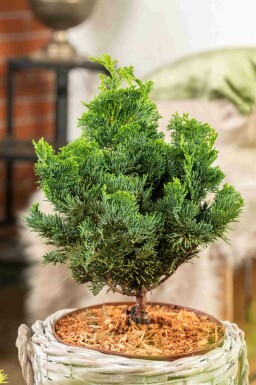 Hinokicypres Chamaecyparis obtusa 'Nana Gracilis' struik Chamaecyparis obtusa 'Nana Gracilis' struik
