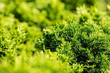 Hinokicypres Chamaecyparis obtusa 'Nana Gracilis' struik Chamaecyparis obtusa 'Nana Gracilis' struik