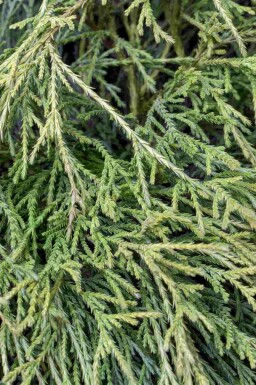 Schijncipres Chamaecyparis pisifera 'Sungold' struik Chamaecyparis pisifera 'Sungold' struik