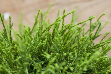 Chamaecyparis pisifera 'Sungold'