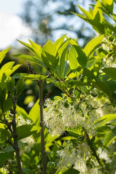 Sneeuwvlokkenboom Chionanthus virginicus struik Chionanthus virginicus struik