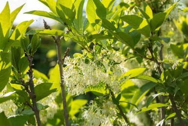 Sneeuwvlokkenboom Chionanthus virginicus struik Chionanthus virginicus