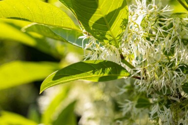 Sneeuwvlokkenboom Chionanthus virginicus struik Chionanthus virginicus struik