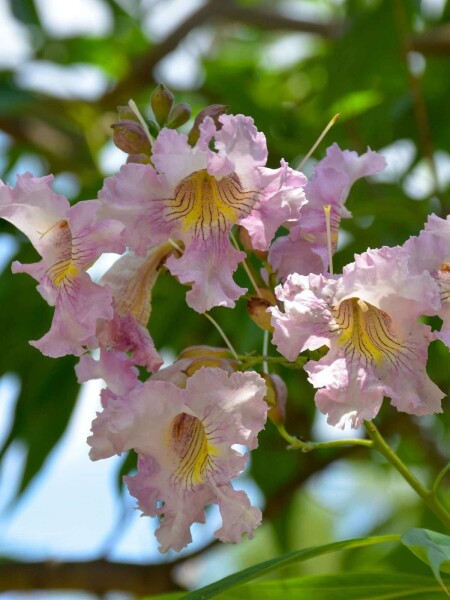 Chitalpa Chitalpa tashkentensis 'Summer Bells' struik Chitalpa tashkentensis 'Summer Bells' struik