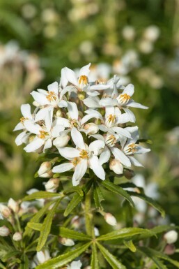 Choisya Choisya ternata 'White Dazzler' struik Choisya ternata 'White Dazzler' struik