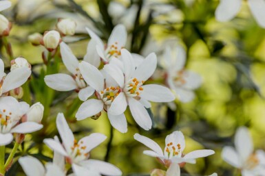 Choisya Choisya ternata 'White Dazzler' struik Choisya ternata 'White Dazzler' struik
