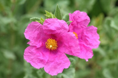 Cistus pulverulentus