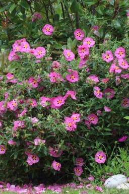 Zonneroosje Cistus purpureus struik Cistus purpureus struik